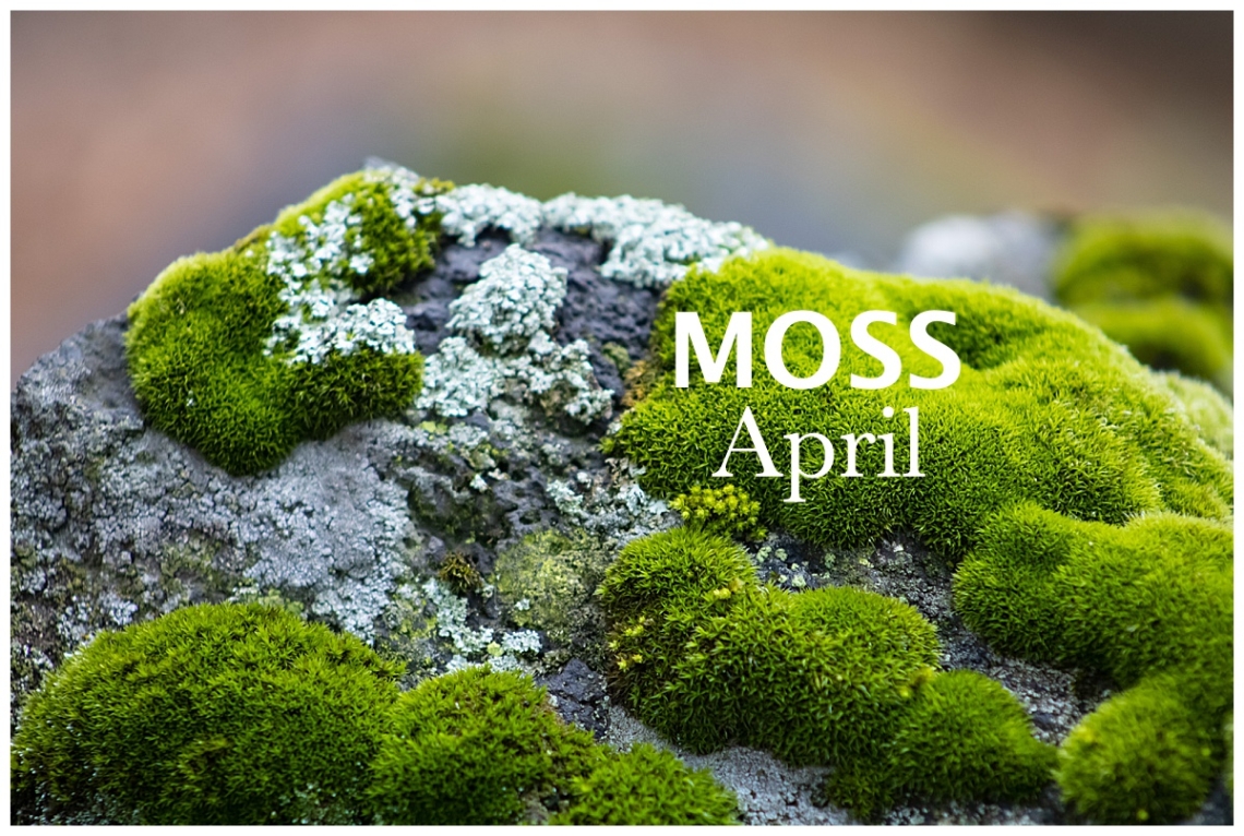 Nature Walk April: Moss