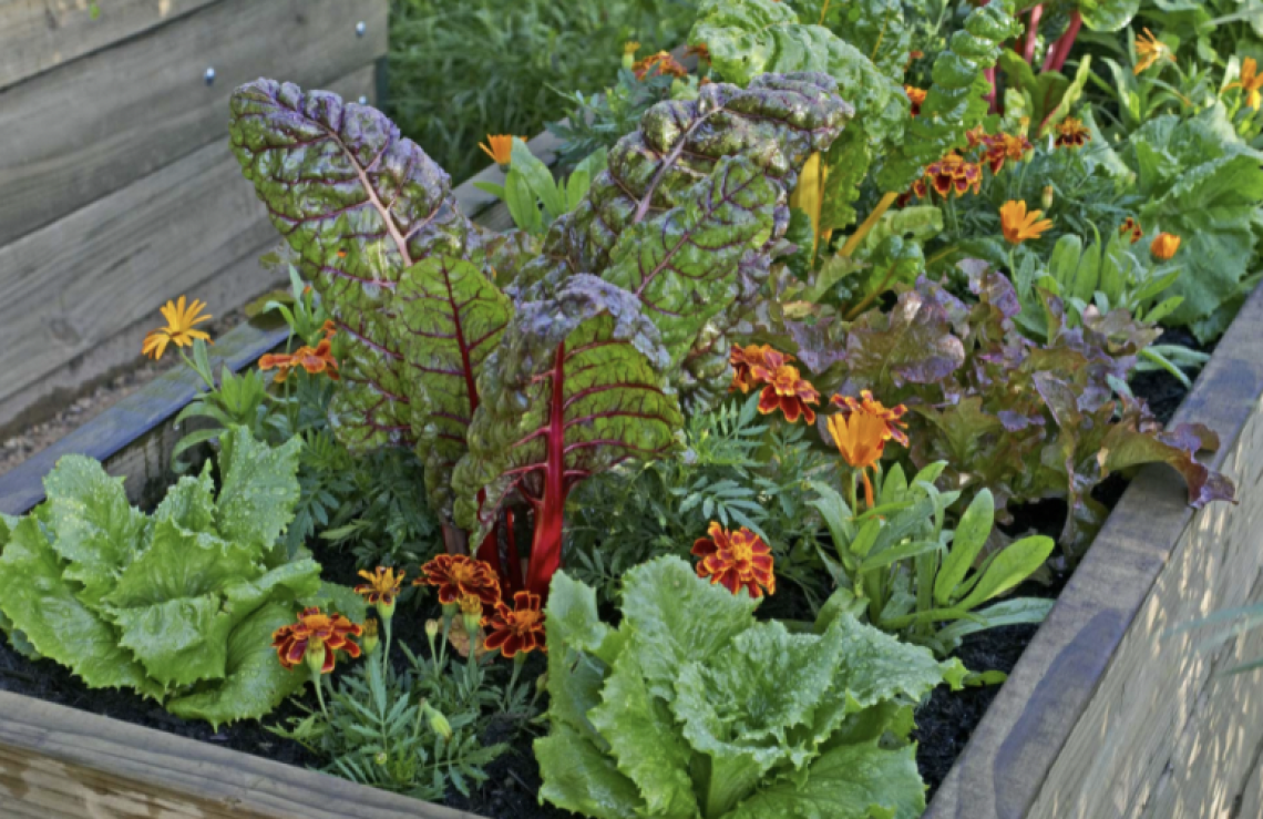 Community Gardens - Preparing Beds for Winter Seedlings