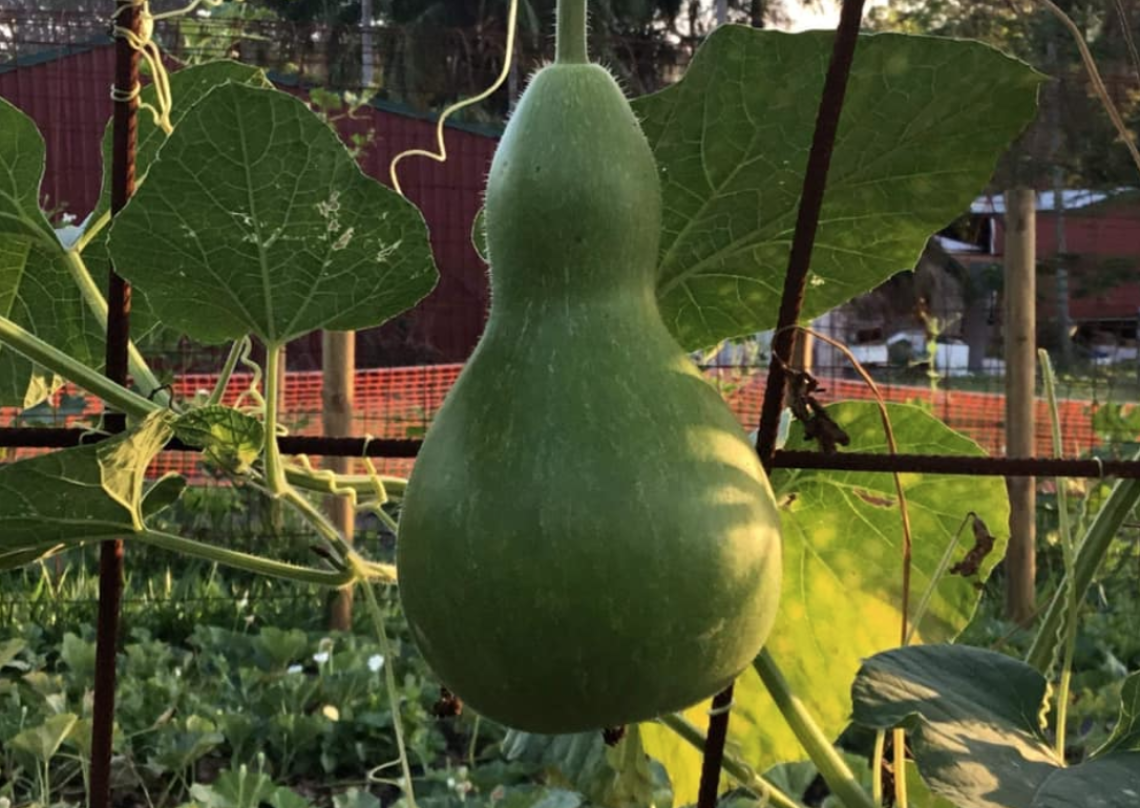 Community Garden - CANCELLED DUE TO WEATHER 