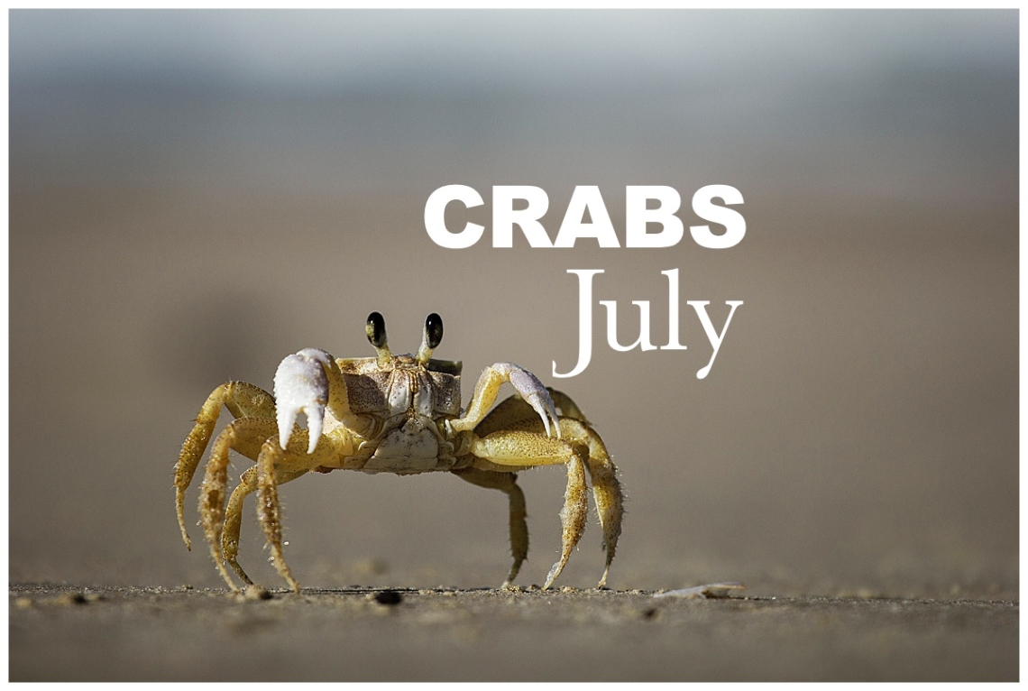 July Nature Walk: Crabs