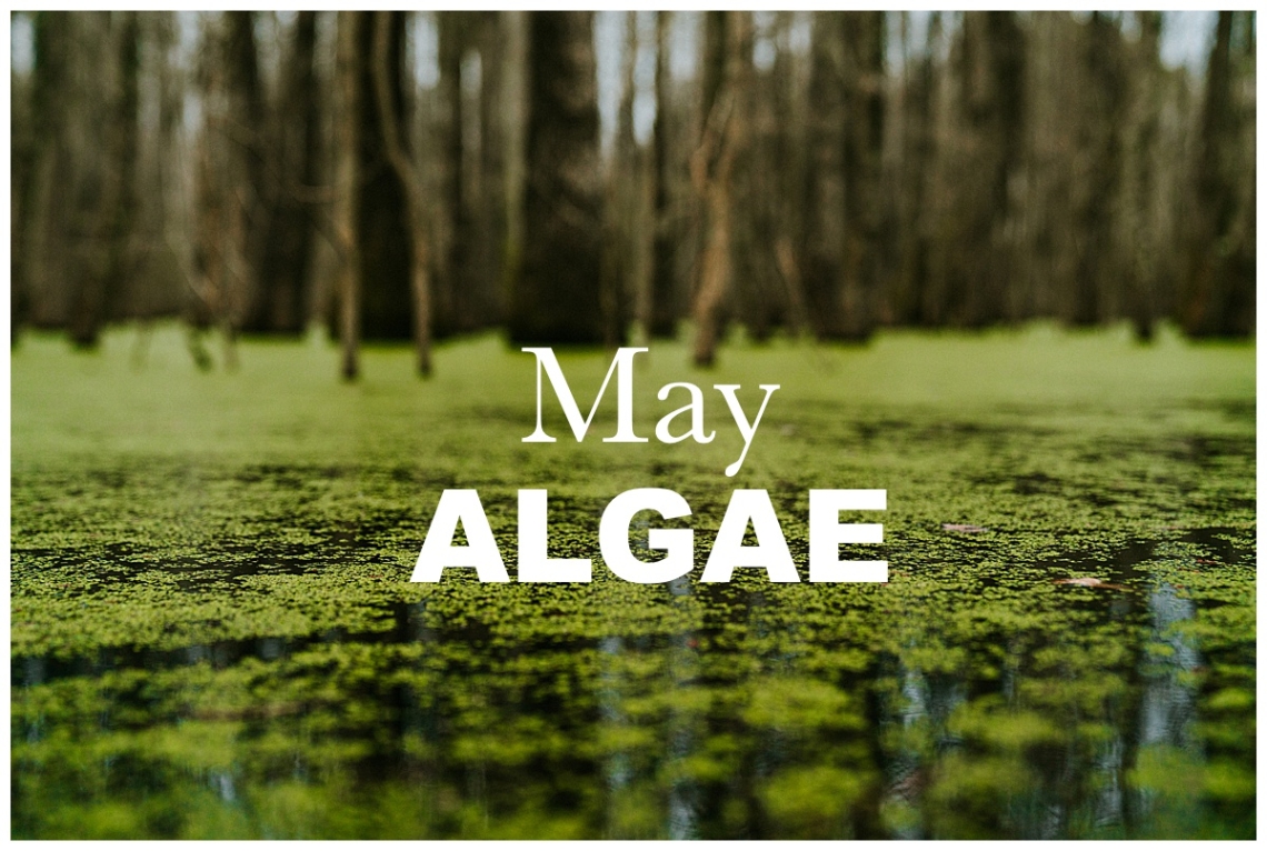 May Nature Walk: Algae