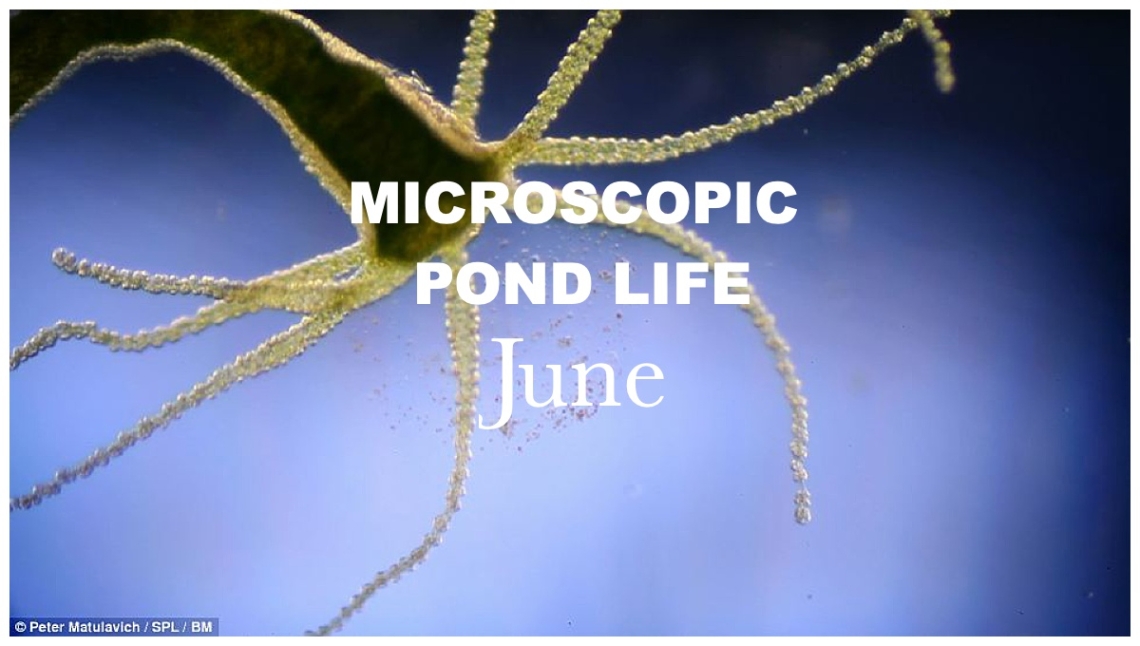 Postponing to June 8th due to sickness - June Nature Walk: Microscopic Plant life