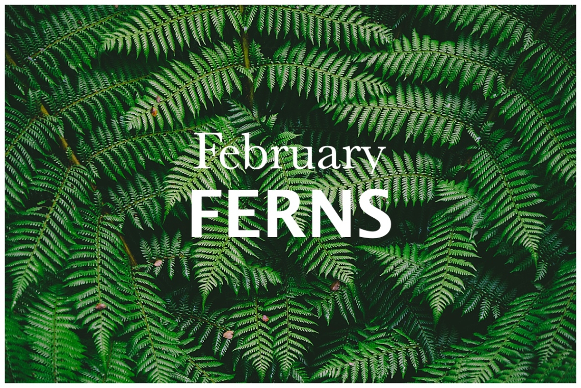 Feb Nature Walk: Ferns