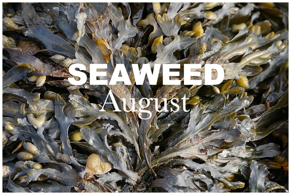 August Nature Walk: Seaweed