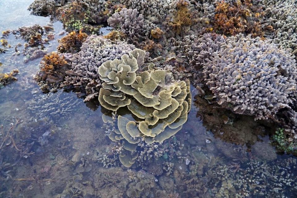 Low Tide Walk