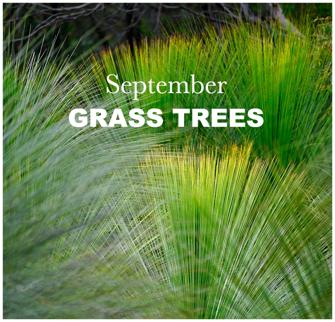 September Nature Walk: Grass Trees