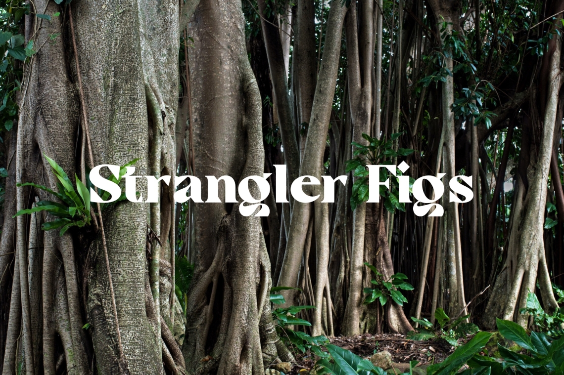 February Nature Walk - Strangler Figs