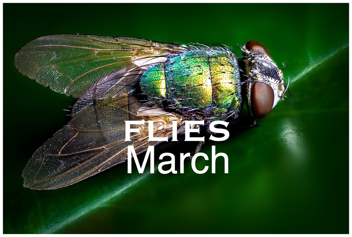 Flies: March Nature Walk