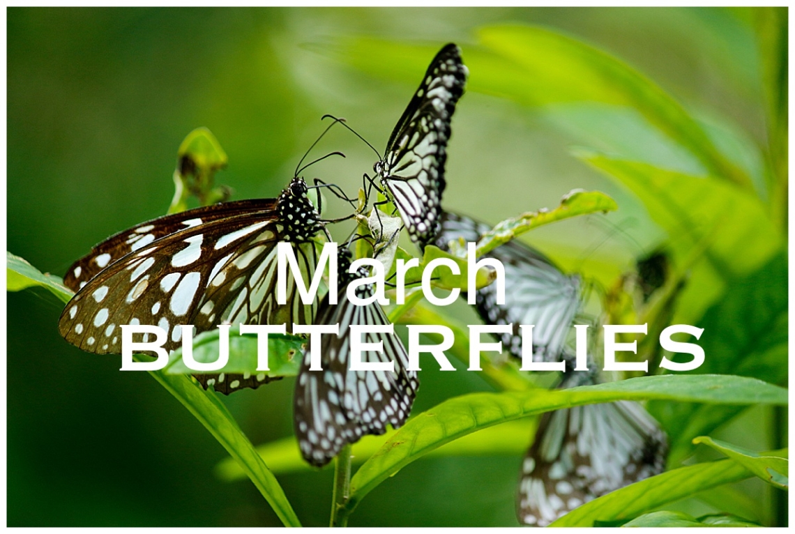 Butterflies: March Nature Walk