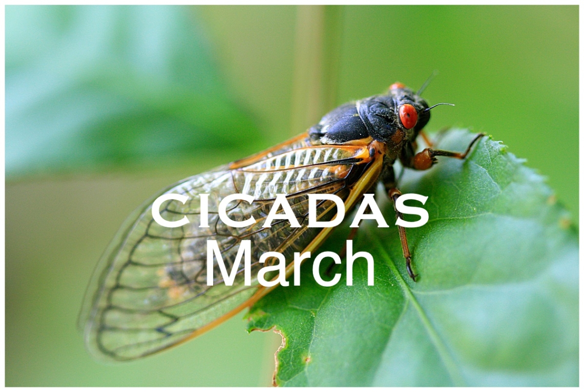 Cicadas: March Nature Walk