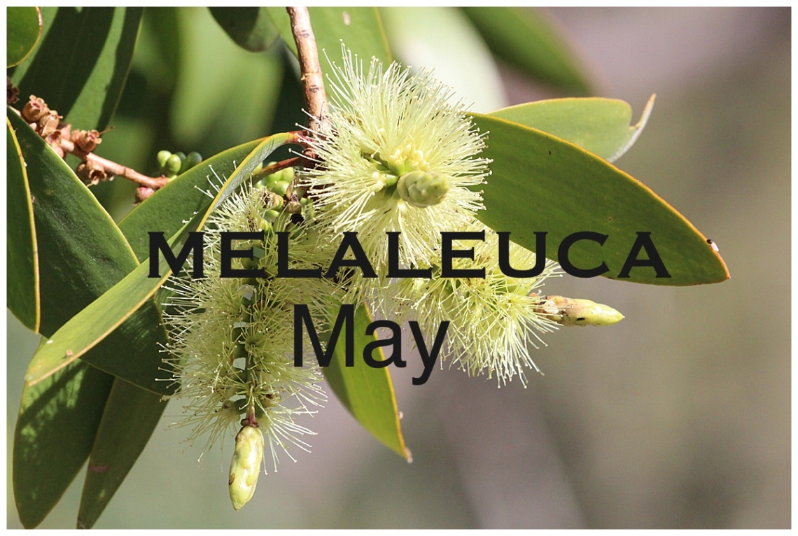 Melaleucas: May Nature Walk