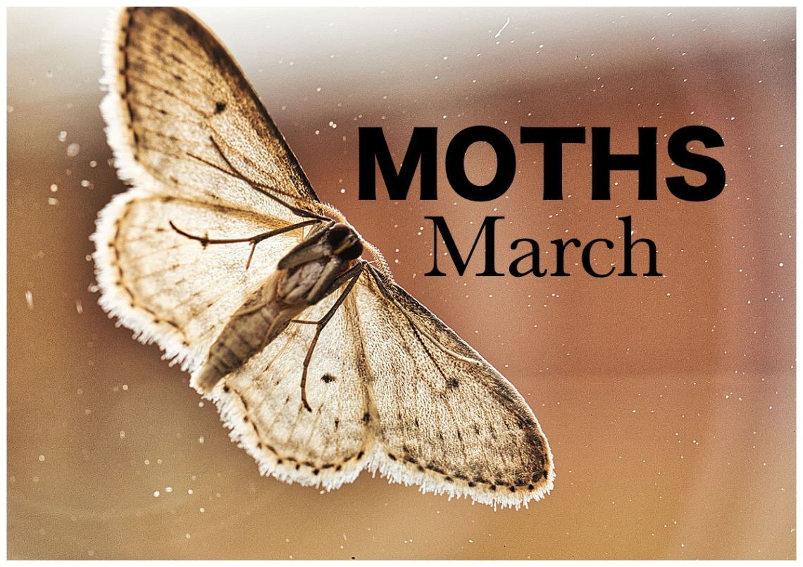 March Nature Walk: Moths