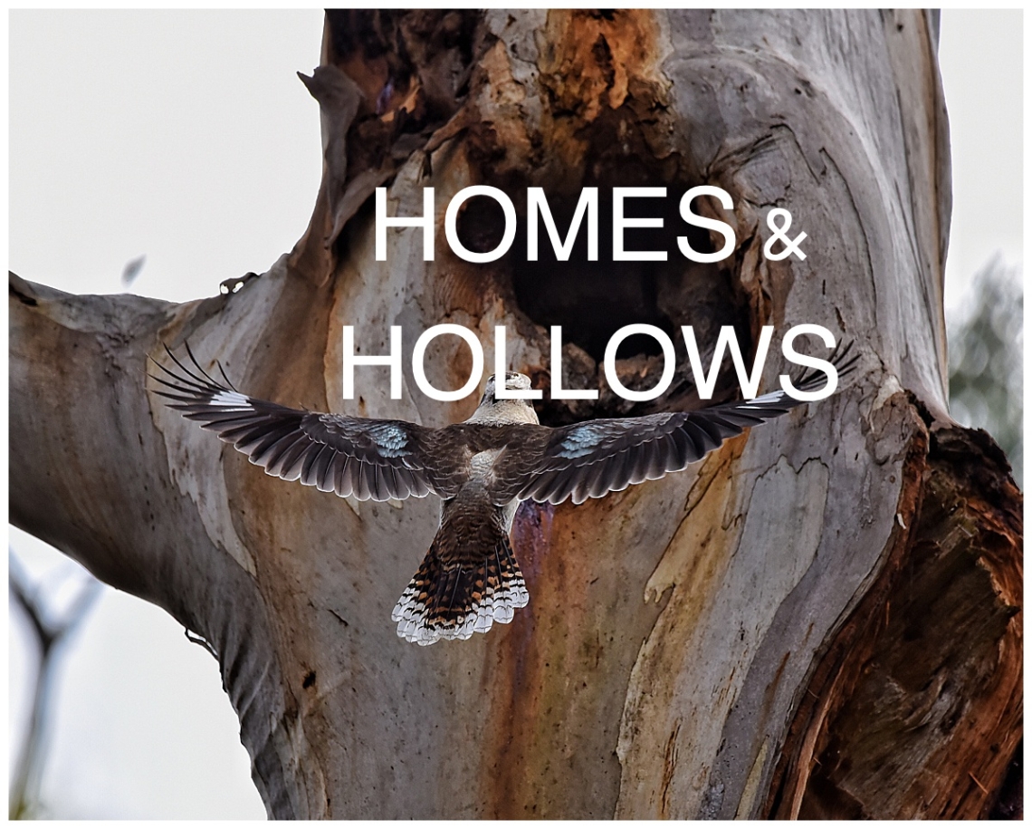 August Nature Walk: Hollows and Homes