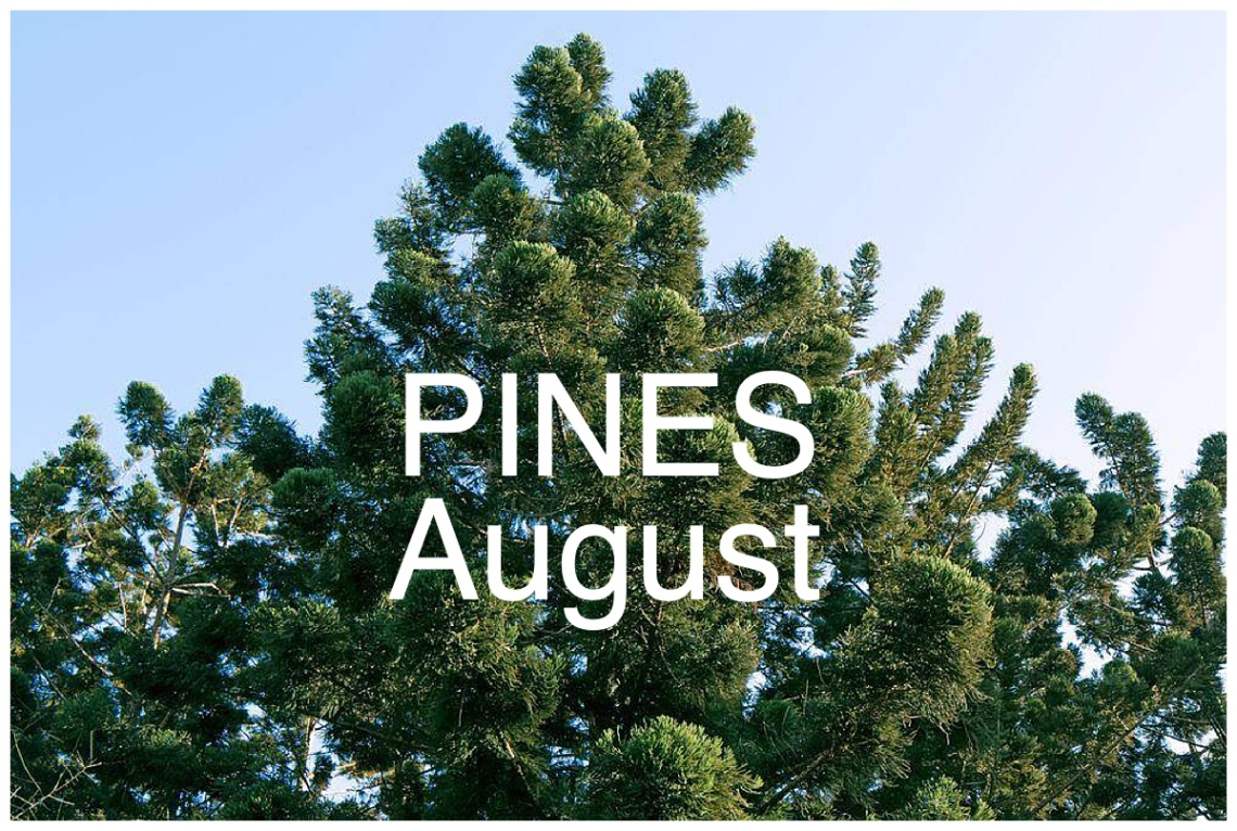 August Nature Walk: Pines