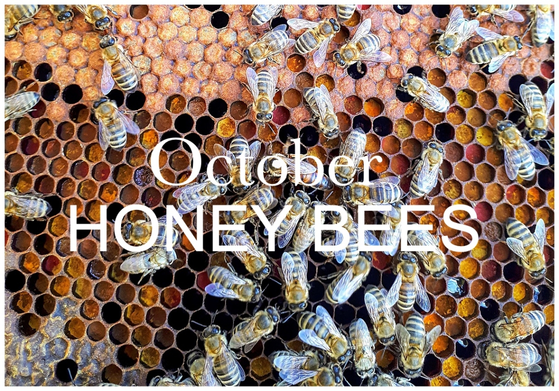 Honeybees: October Nature Walk