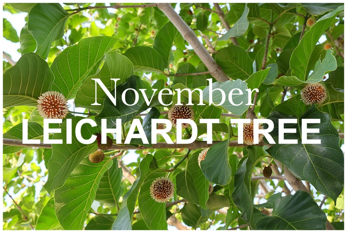 Leichardt Tree: November Nature Walk