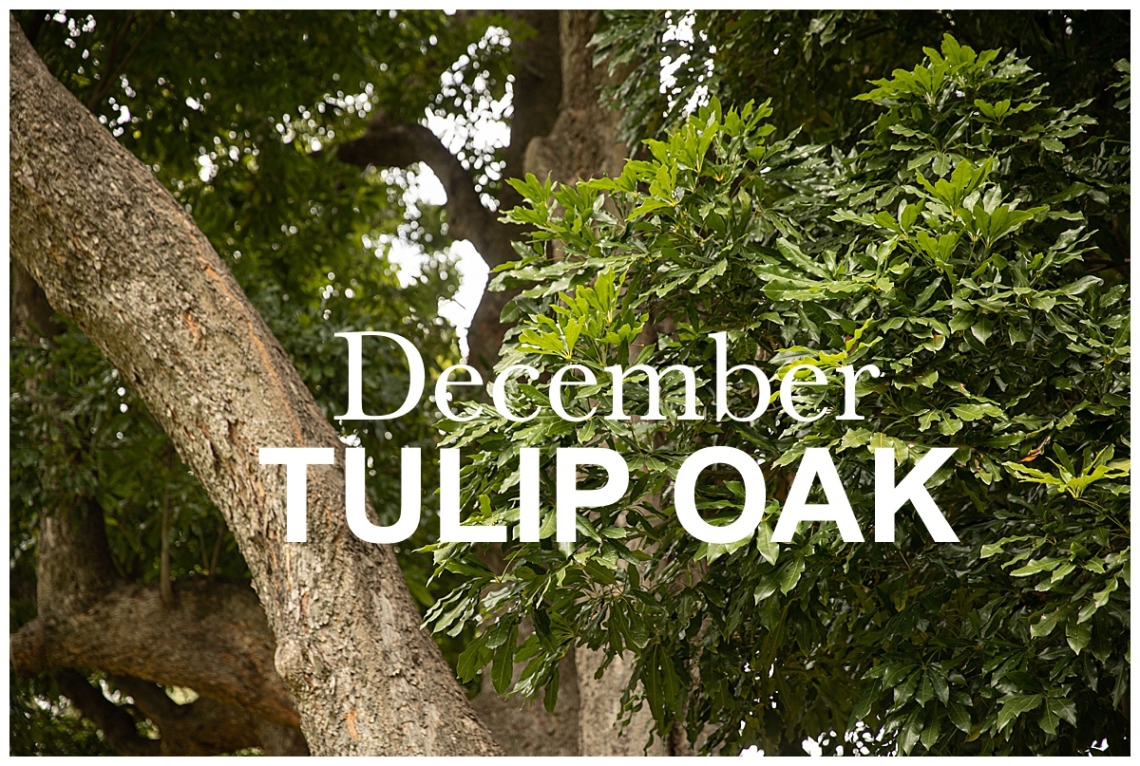 Tulip Oak: December Nature Walk